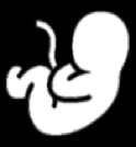Icono de feto